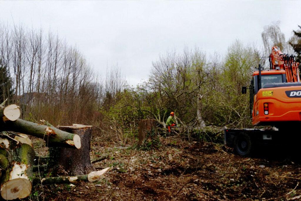 Baufeldberäumung