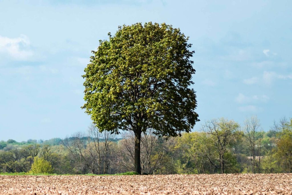 die-gruenen-daumen_baumpflege